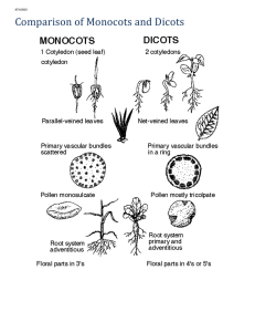 Comparison of Monocots and Dicots Characteristic Monocots Dicots
