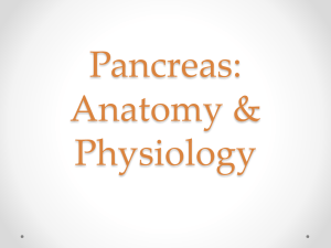 Pancreas: Anatomy & Physiology - bushelman-hap