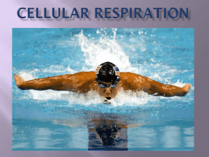 Chapter 9 - Cellular Respiration