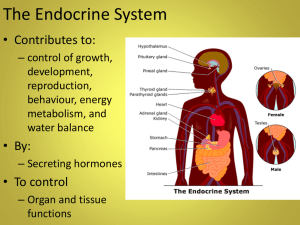 The Endocrine System SBI4U
