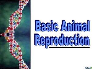 Basic Animal Reproduction