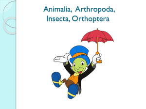 Animalia, Insecta, Orthoptera