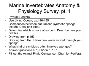 Marine Invertebrates – Anatomy & Physiology Survey, pt. 1