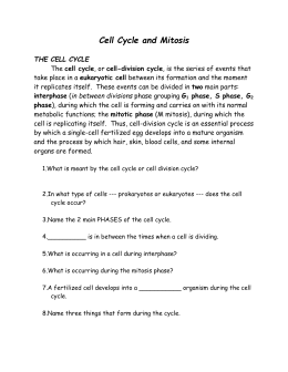 Printables Cell Cycle And Mitosis Worksheet cell cycle and mitosis packet the mitosis