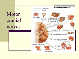 25. Motor cranial nerves