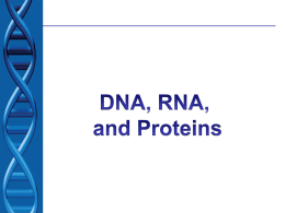 Free protein synthesis essay