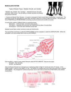 Muscular System - Powell County Schools