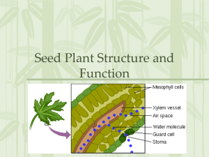Seed Plant Structure and Function