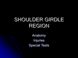 shoulder girdle region