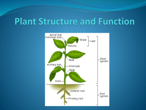 Plant Structure and Function PowerPoint