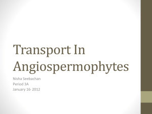 Transport In Angiospermophytes