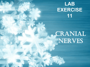 Cranial Nerves The Trigeminal Nerves