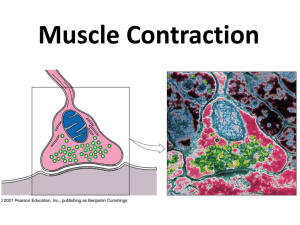 Muscle Contraction Muscle Movement