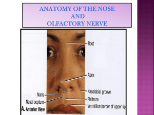 Lecture 15 - Anatomy of the Nose