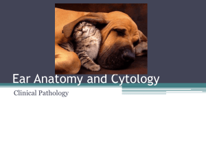 Ear Anatomy and Cytology