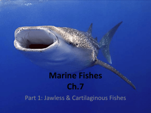 Jawless-Cartileginous Fish