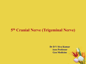 5th cranial Nerve