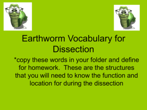Earthworm Vocabulary for Dissection