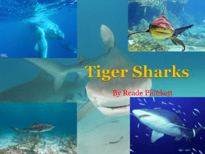 Tiger Shark - WordPress.com
