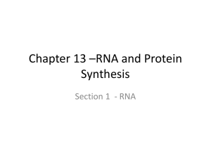 Chapter 13 *RNA and Protein Synthesis