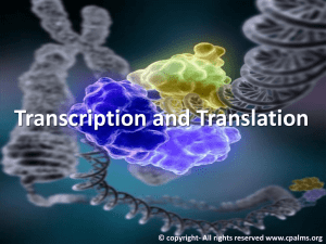 transcription and translation presentation