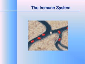 Immune system notes