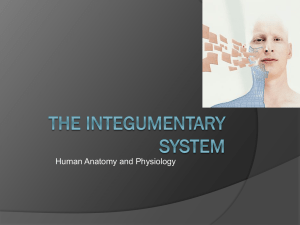 Integumentary System dl modified