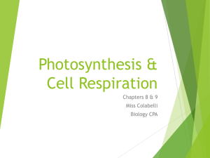 Photosynthesis & Cell Respiration PPT