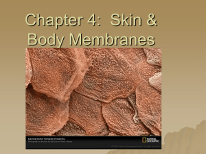 Chapter 5: Skin & Body Membranes