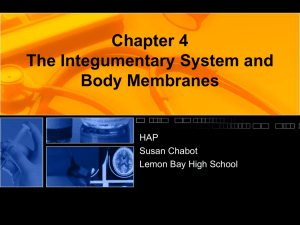Chapter 4 The Integumentary System and Body Membranes
