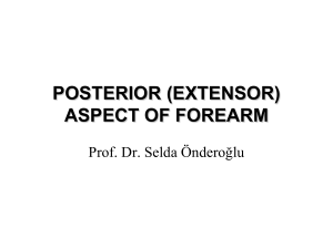 SO_cyprus_Posterior Aspect of Forearm_2014