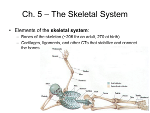 Compact bone