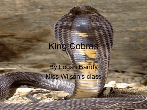 King Cobras