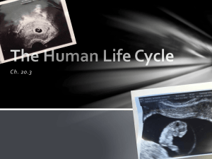 Ch. 20.3 The Human Life Cycle