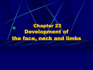 Chapter 23 Development of the face, neck and limbs