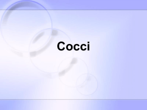 Chapter 7 Coccus