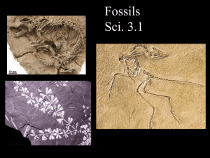 Fossils 3.1