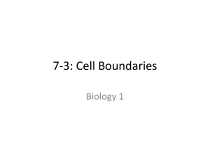 Cell Boundaries Notes