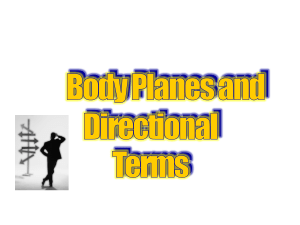 Body Planes and Directional