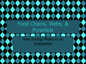Food Chains, Webs, & Pyramids