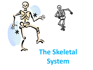 The Skeletal System Appendicular Skeleton