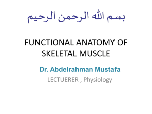 functional anatomy of skeletal muscle