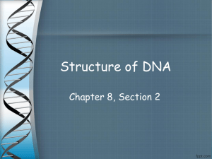 Structure of DNA - s3.amazonaws.com