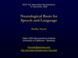 Neurological Basis for Speech and Language Slides