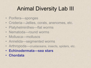 bio120 lab--animal diversity 3