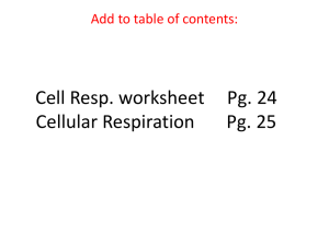 Cell Resp. worksheet Pg. 24 Cellular Respiration Pg. 25
