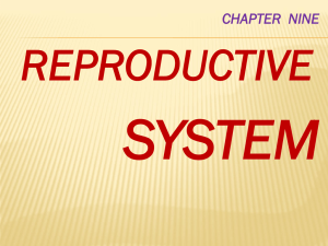 THE REPRODUCTIVE SYSTEM