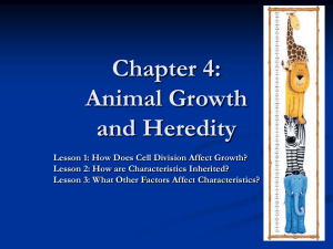 Chapter 4: Animal Growth and Heredity