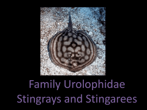Urolophidae