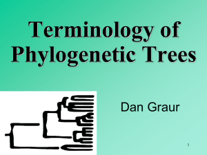 Phylogenetic Terminology
